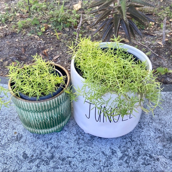 🌱Sedum Angelina Live Rooted Succulent Plant🌱 - Picture 8 of 11